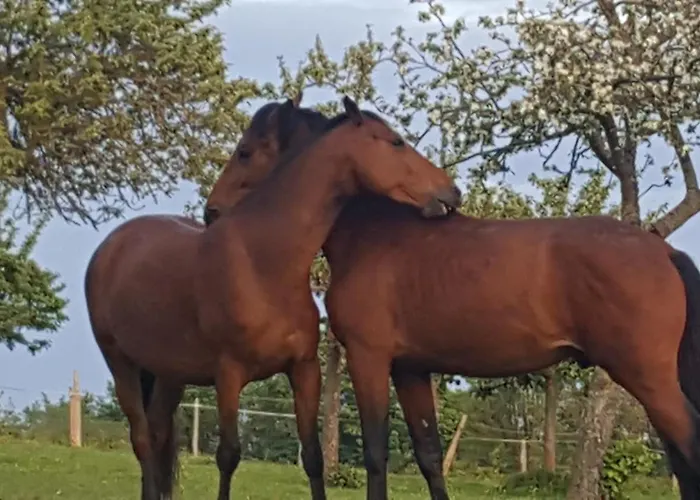 Du Bel Angerville Bain Nordique Pont L'evêque Saint-André-dʼHébertot